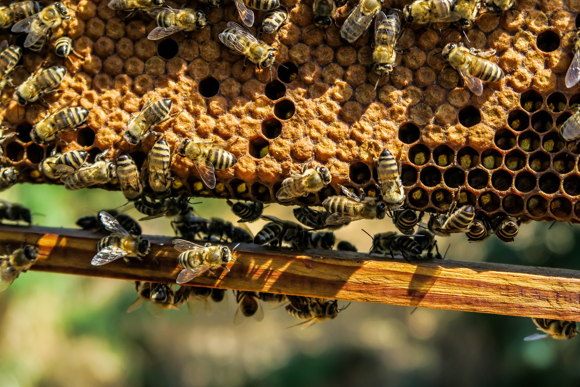 Predavanje za pčelare u Dolovu