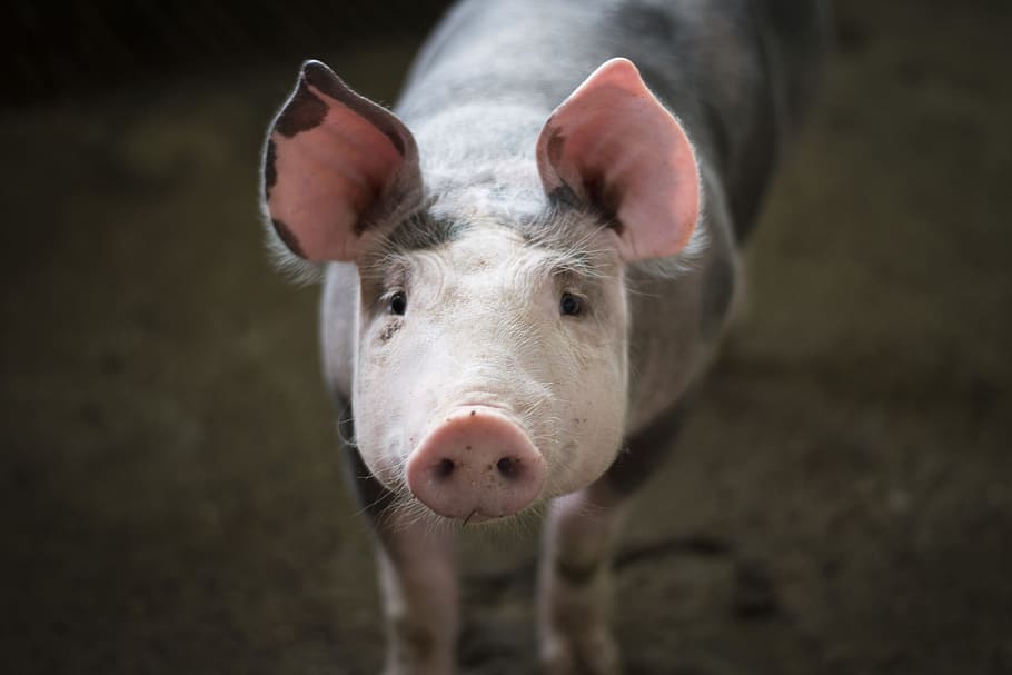 Važno obaveštenje za sve držaoce svinja u Sefkerinu