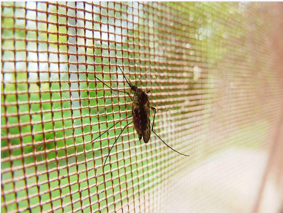 Tretman suzbijanja komaraca 15. septembra u Pančevu