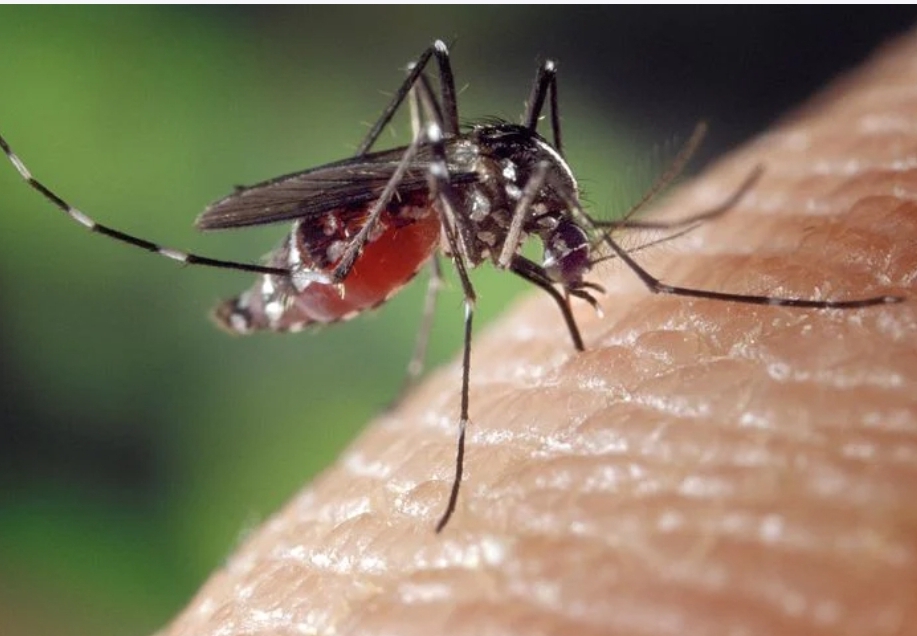 Plandište : Prskanje odraslih formi komaraca avionom u utorak