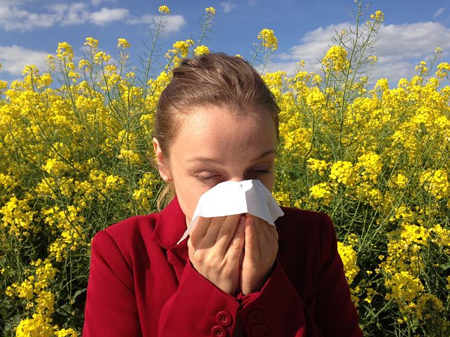 ZZJZ Pančevo: Porast koncentracije polena ambrozije u vazduhu i naredne nedelje