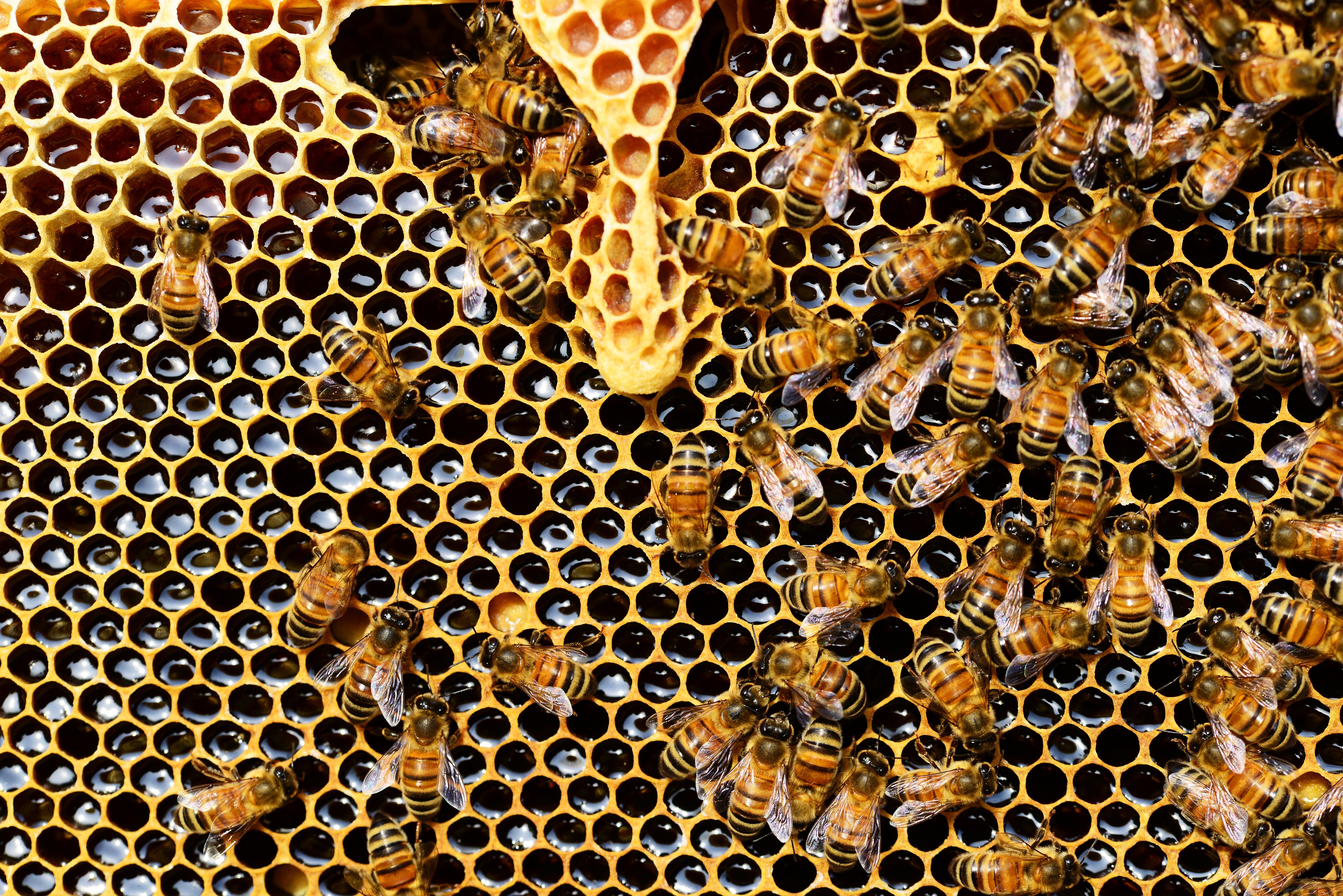 Zlato iz prirode - zašto treba konzumirati med