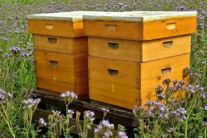 Pčelari od 15. aprila do 31. maja podnose zahteve za podsticaje