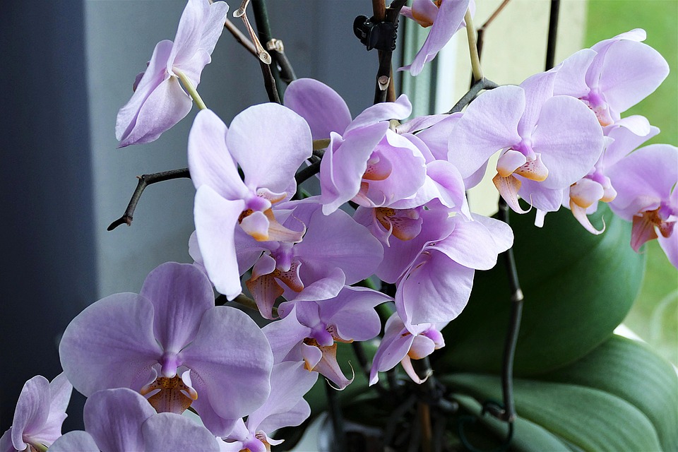 Pomoću ovog trika vaša orhideja će ponovo procvetati