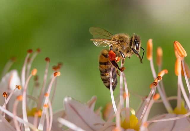 Prilikom ujeda pčele i ose u predelu glave, vrata i usta neophodno je obratiti se lekaru