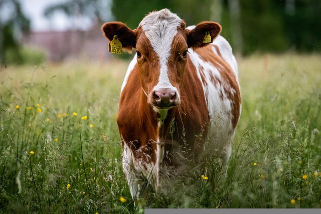 Trodnevni kurs o osemenjavanju krava u Kovačici od 16. maja