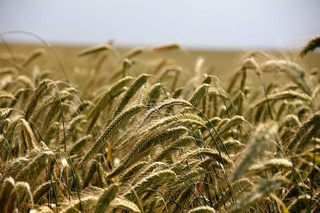 Plandište: Apel poljoprivrednicima i ratarima da ne spaljuju žitne ostatke